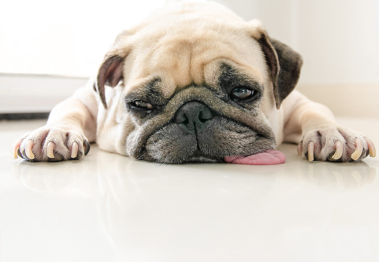 My Dog Sounds Like He Has A Hairball: Help! Why Is My Dog Gagging?